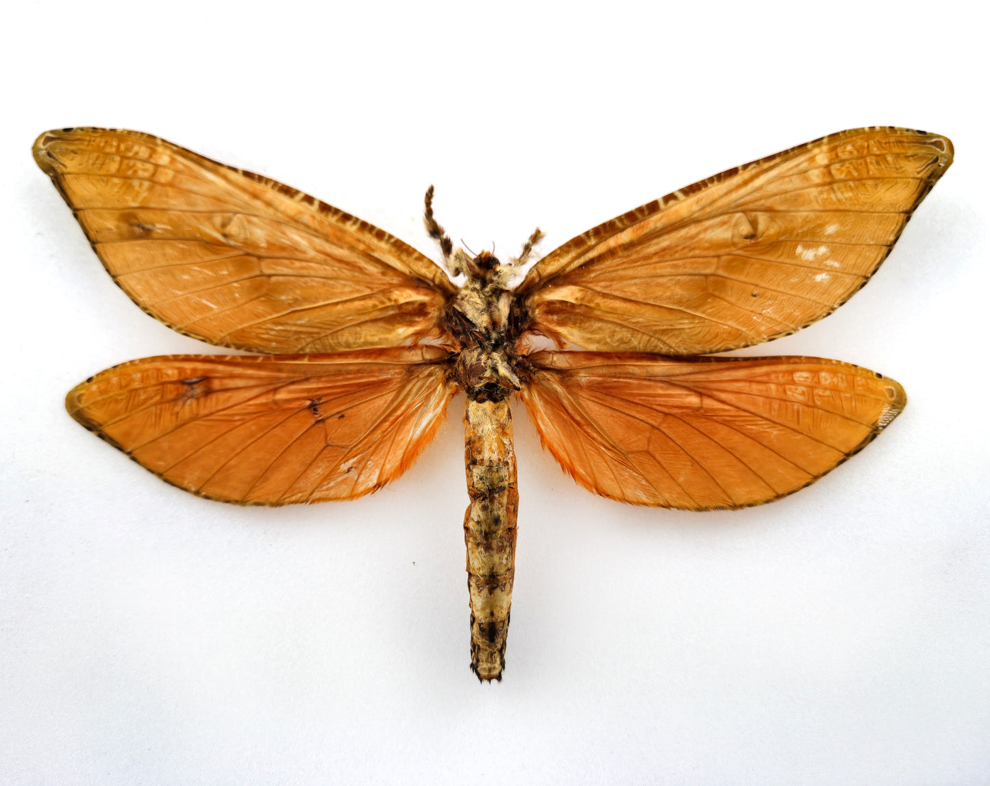 Zelotypia stacyi ♀ (Australia) XXL