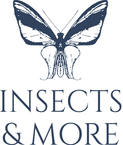 InsectsandMore